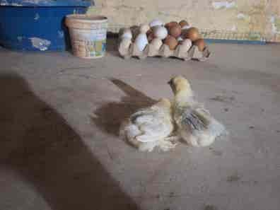 Pollos Raza Pekín - Miniatura Plumosa - imagen 1