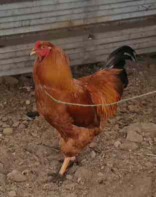 Pollitos de Gallina de Mos - Raza Gallega - imagen 1