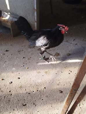 Pollo de Gallina Castellana Negra - 4 Meses - imagen 1