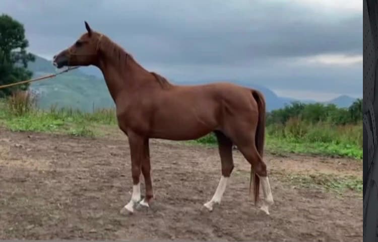 Se ofrece para cubriciones - imagen 1