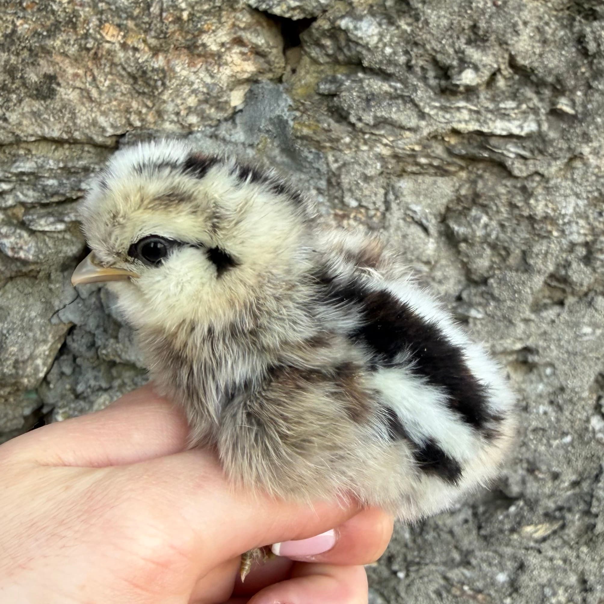 Sedosas y mas - imagen 1