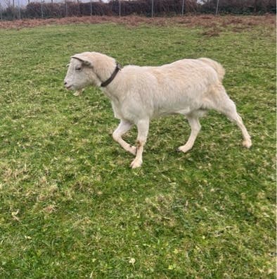 Cabra Boer de 3 Años - Posiblemente Preñada - imagen 1
