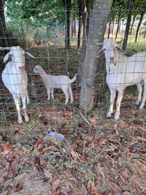 Pareja de Cabras Andaluzas - Raza Grande - imagen 1