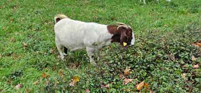 Cabra Boer de 5 Años - Posiblemente Preñada - imagen 1