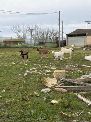 Cabra Enana - Chotillo de 2 Meses - imagen 1