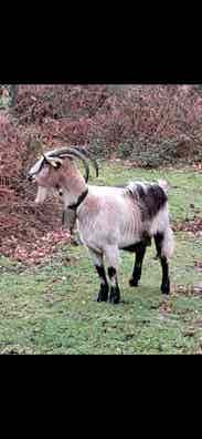 Cabra Parida con Cabrita - Asturias - imagen 1