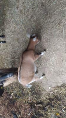 Cabra Enana de 4 Meses - Pontevedra - imagen 1