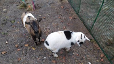 Cabras Enanas de 2 Años - Córdoba - imagen 1