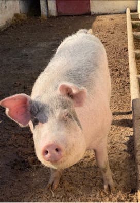 Cerdo para Matanza - Criado en Entorno Natural - imagen 1