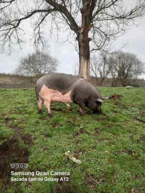 Cerda de 10 Meses Criada en Campo - imagen 1