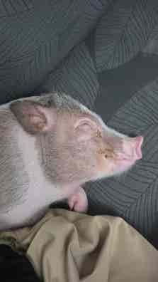 Guarín (Cerdo Enano) - 1 Año - imagen 1