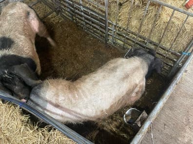 Cerdo Macho Euskal Txerria Puro - Semental - imagen 1