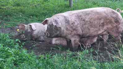 Cerdo Casero - Venta en Vivo o en Canal - imagen 1