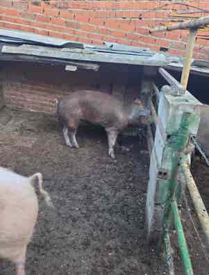 Cerdo Macho Sin Capar - 60 kg - imagen 1