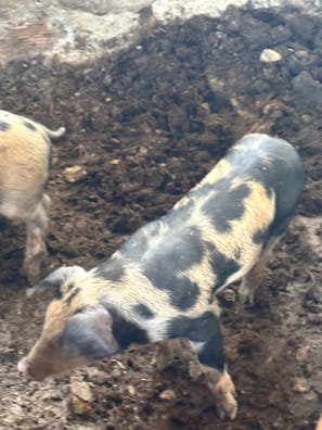 Cerdos de Campo - Varios Pesos - Málaga - imagen 1