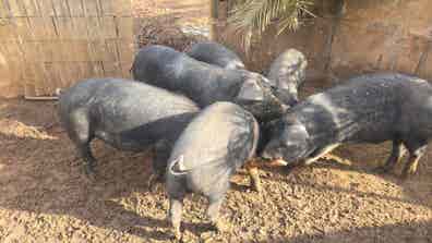 Cerdos Capados - 60-70 kg - Baleares - imagen 1