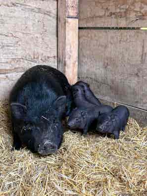 Cerdos Vietnamitas - Madre, Padre y 4 Crías - imagen 1