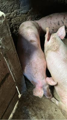 Cerdos Criados en Casa - A Coruña - imagen 1