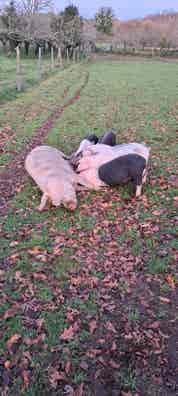 Cerdos Celtas - Criados en Exterior - Lugo - imagen 1