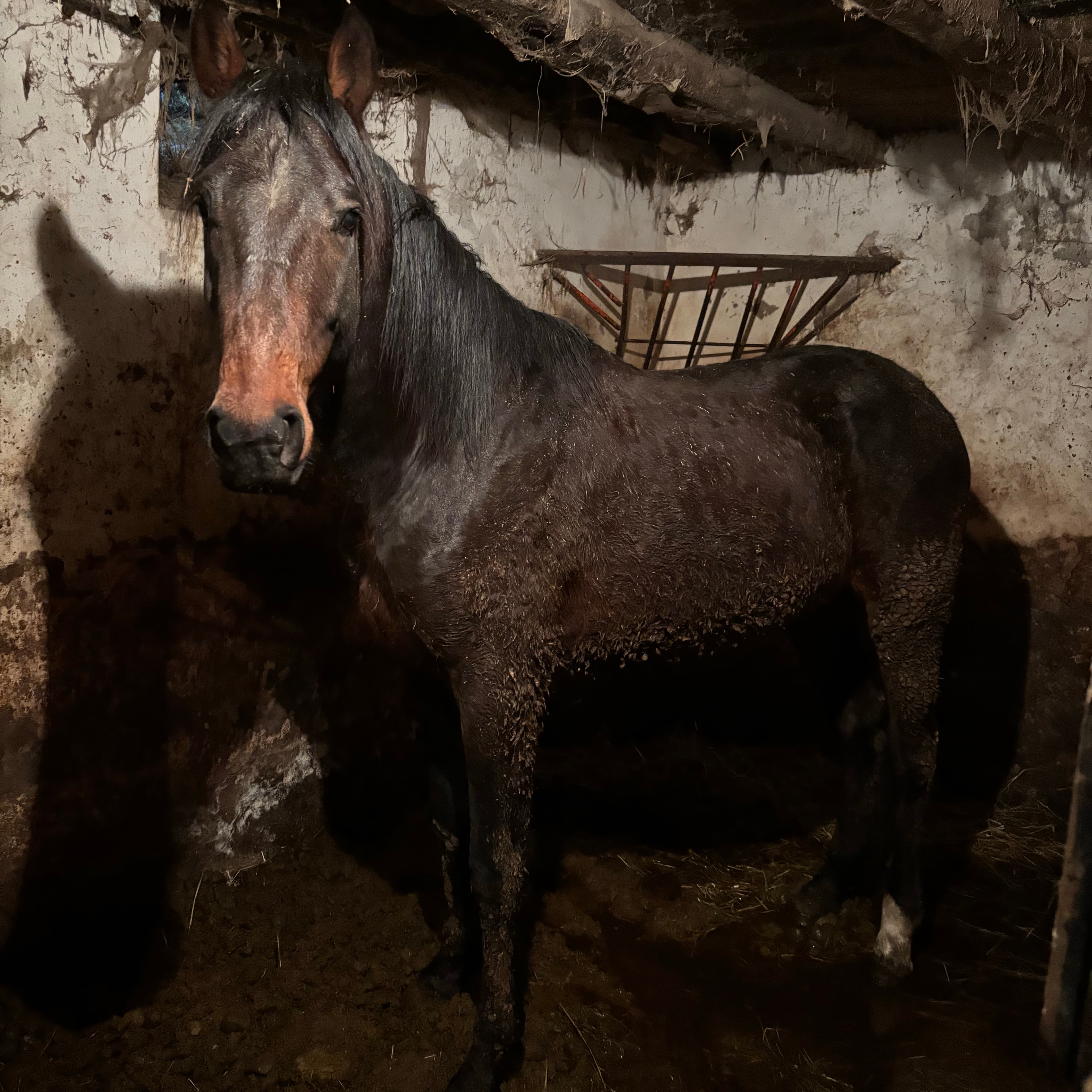 Caballo angloarabe - imagen 1