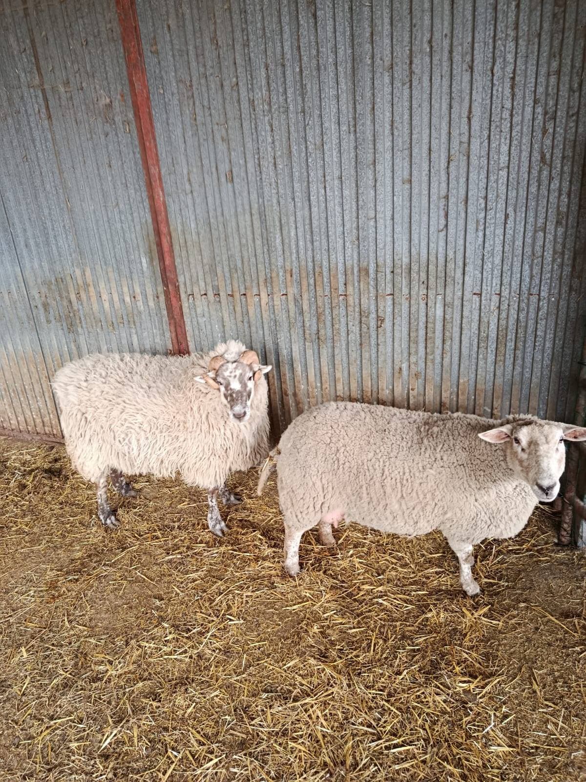 Venta de cordero y oveja - imagen 1