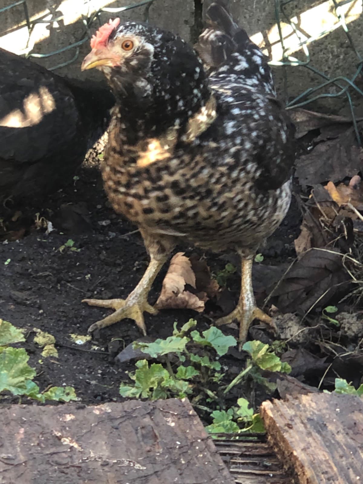 Gallinas enanas,kikas - imagen 1