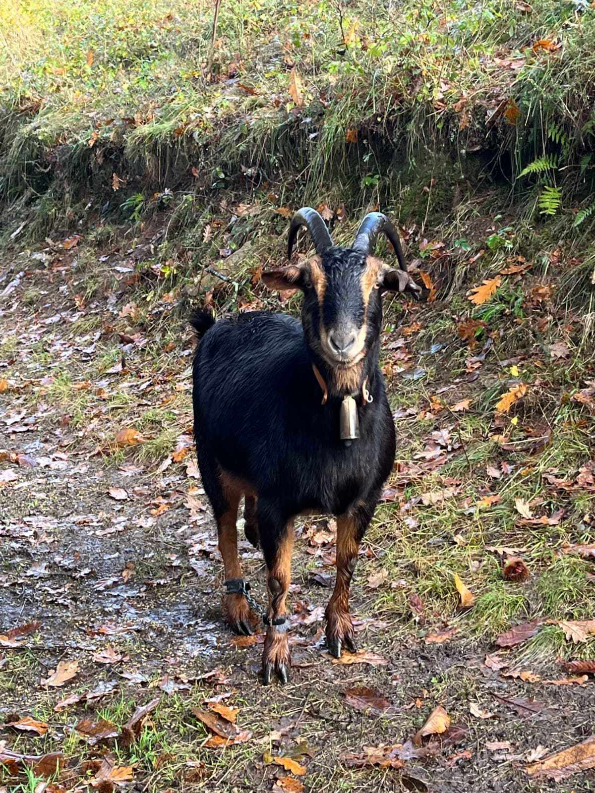 Se vende cabra - imagen 1