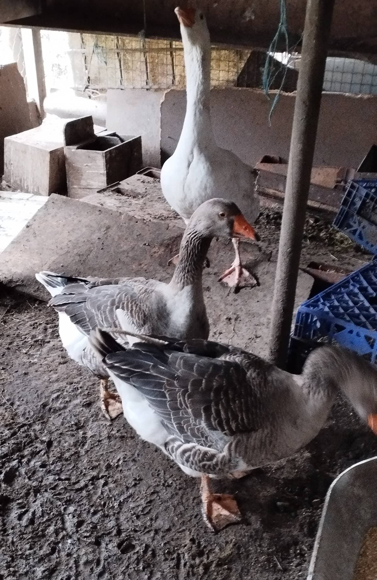 Ocas Toulouse 2 hembras y un macho.40 e cada uno - imagen 1