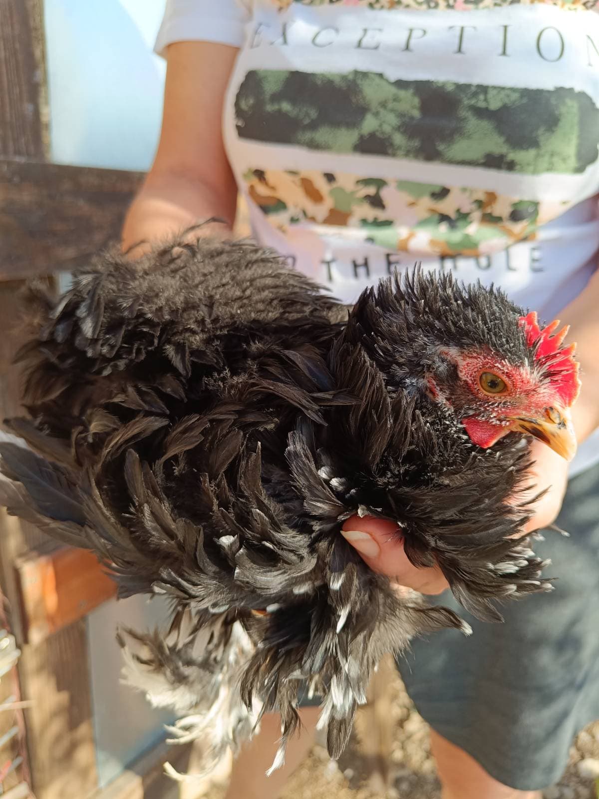 Pekinesas - imagen 1