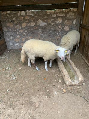 Cambio Oveja por Oveja - Año y Medio - imagen 1