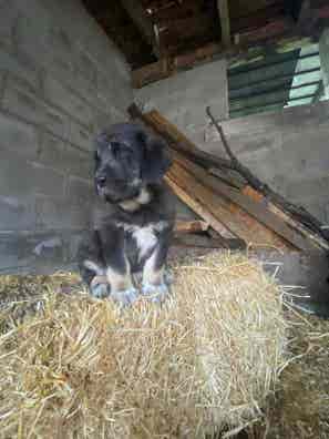 Ovejas en Venta - Consultar Precio