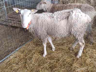 Oveja en Venta - Lugo