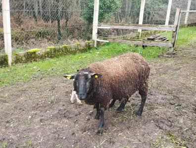 Oveja Cruce Charoles - Buena Madre - imagen 1