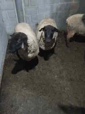 Oveja Suffolk Pura - 3 Años - imagen 1