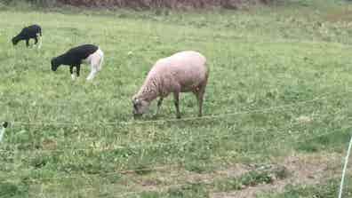 Oveja Cruzada - Posiblemente Preñada