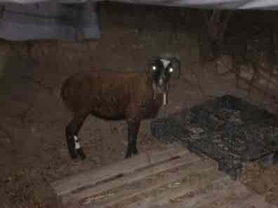 Oveja de 3 Años - 2 Crías de Dos Corderos - imagen 1