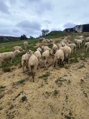 Ovejas en Venta - Lote 40 Cabezas Preñadas - imagen 1