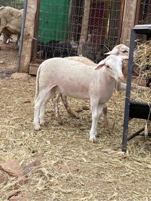 Corderos y Ovejas para Carne - imagen 1