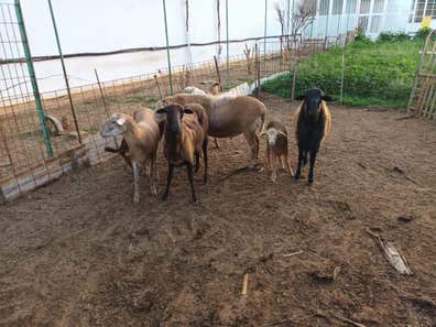 Ovejas en Venta - Gran Canaria - imagen 1