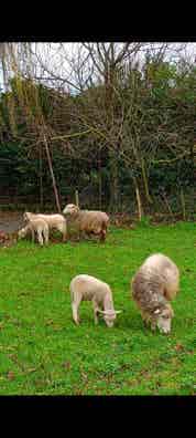 Lote 2 Ovejas y 3 Corderos - Venta Conjunta - imagen 1