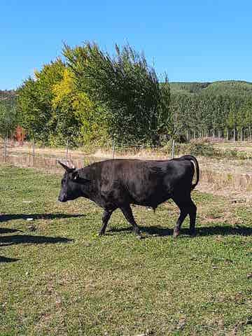 Vendo semental Wagyu - imagen 1