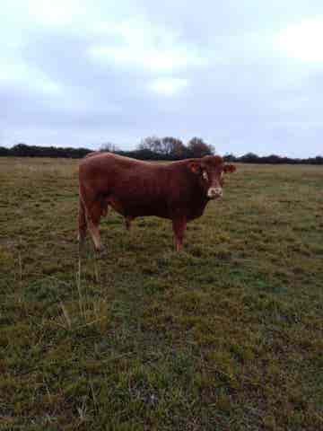 Se vende toro limusin ,con carta - imagen 1