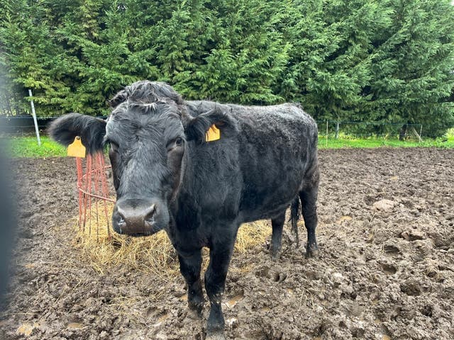 Toro negro castrado - imagen 1