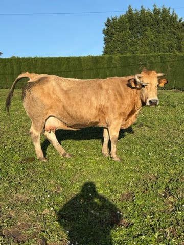 Vaca Preñada de 5 Meses - 14 años - imagen 1