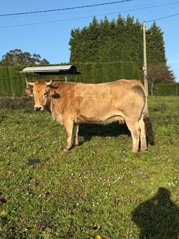 Vaca Preñada de 6 Meses - 5 años - imagen 1