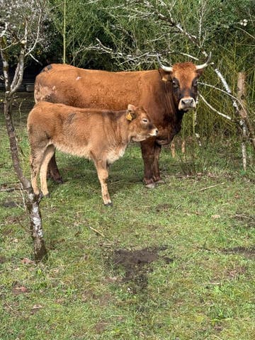 Vaca Culona con Ternera - Asturiana de los Valles - imagen 1