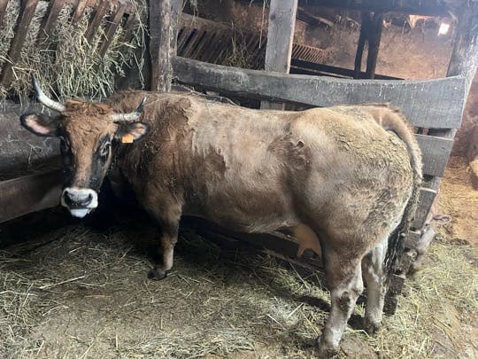 Vaca para Sacrificio - Bien Engordada - imagen 1